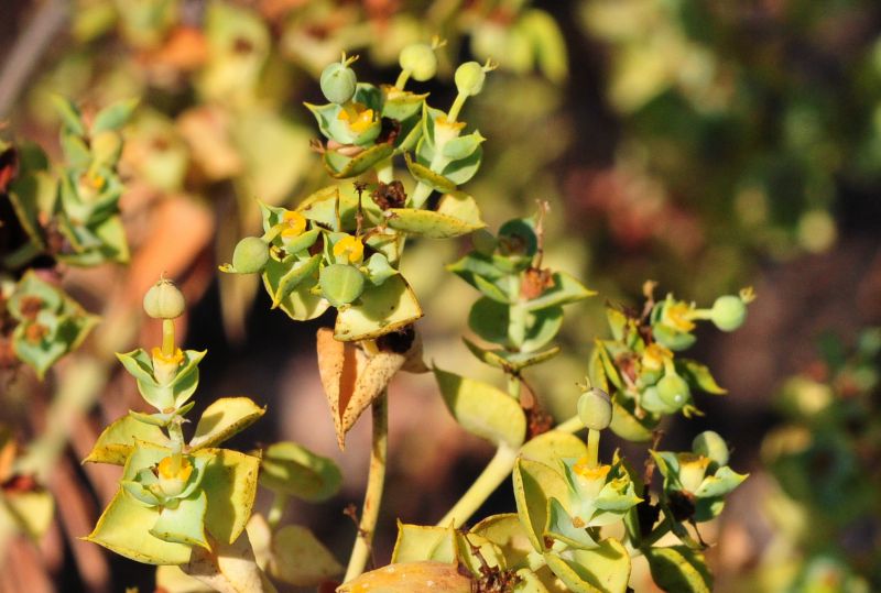 Euphorbia pithyusa subsp. pithyusa / Euforbia delle Baleari